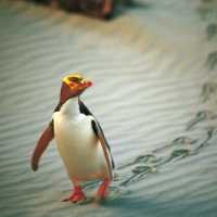 Yellow-Eyed Penguin, Dunedin |  Penguin Place